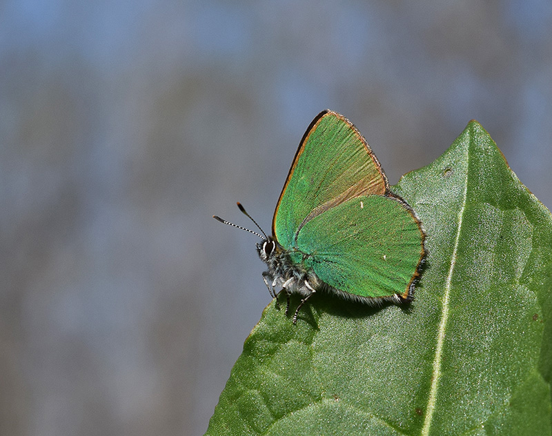 Primavera 2018 - Callophrys rubi, Lycaenidae